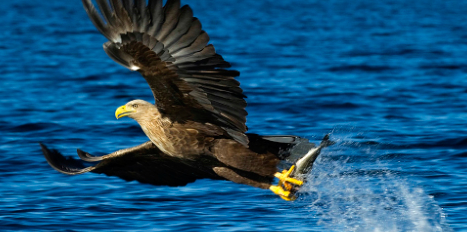 Meet the Eagle - the King of Birds!