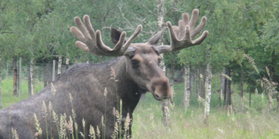 The Moose thrives in Gutvik